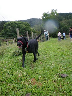 Dogs Trekking 3 (125)