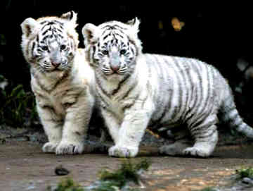 White Tiger