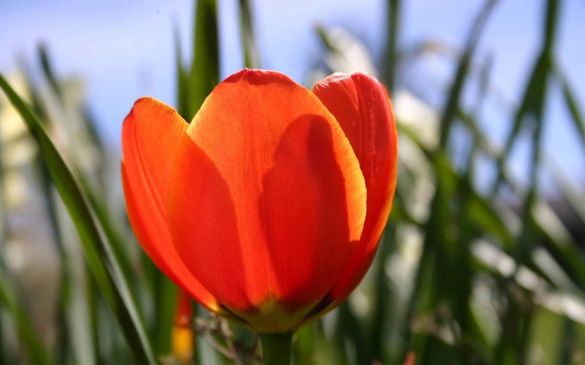 Beautiful Tulip Widescreen HD Wallpaper 5