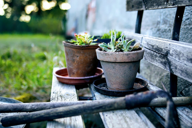 kwitnące kwiaty wiosną w ogrodzie, blooming spring in garden