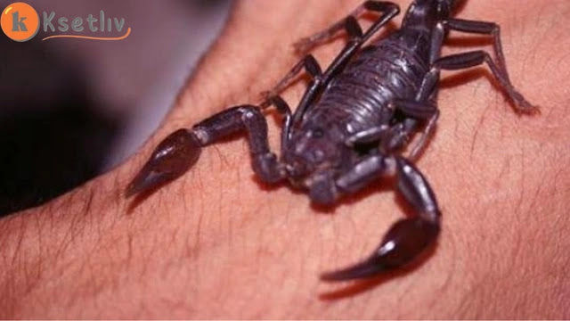 scorpion sting | symptoms, benefits, prevention and treatment methods
