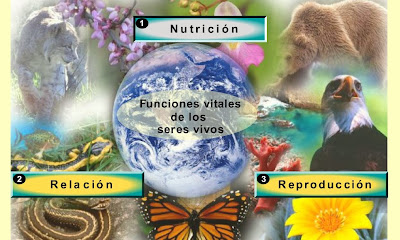 http://recursostic.educacion.es/secundaria/edad/1esobiologia/1quincena8/imagenes1/caract_servivo_dcha.swf