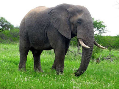 Belalai gading gajah afrika