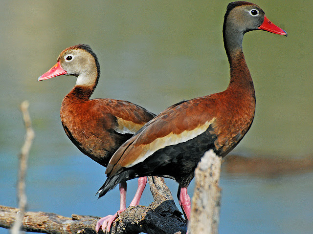 Aves de El Salvador