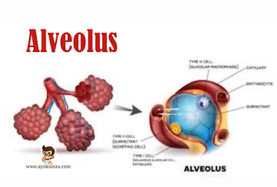 Organ Pernapasan Alveolus