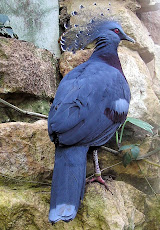 Mewarnai Gambar Burung Merpati