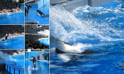Believe in het Shamu Stadium weergegeven