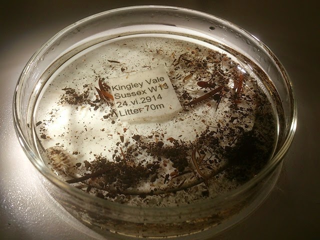 A nice clean Soil Biodiversity Group litter sample