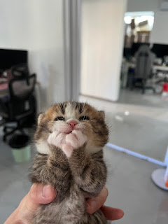 cute kitten