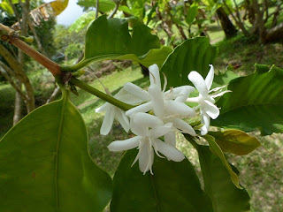 Coffea arabica - Caféier d'Arabie - Café arabica