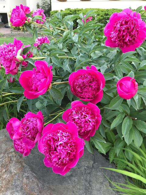 peony, flowers, nature, fuchsia flowers, blah to TADA, photo by Claire Mercado-Obias