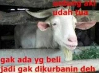 kumpulan meme lucu idul adha