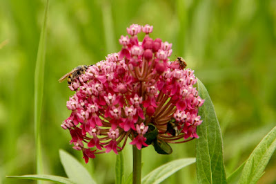 swamp milkweed