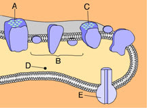 Which of these phosphorylates ADP to make ATP?