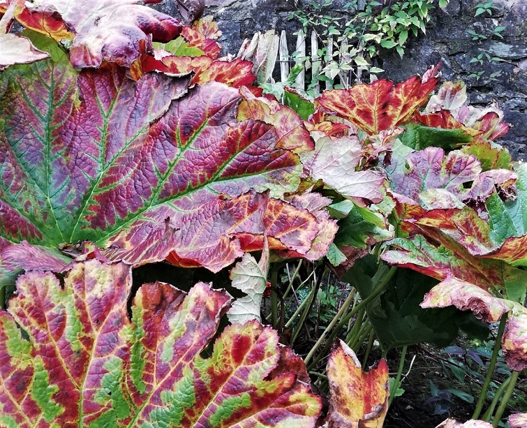 Herbst im Garten