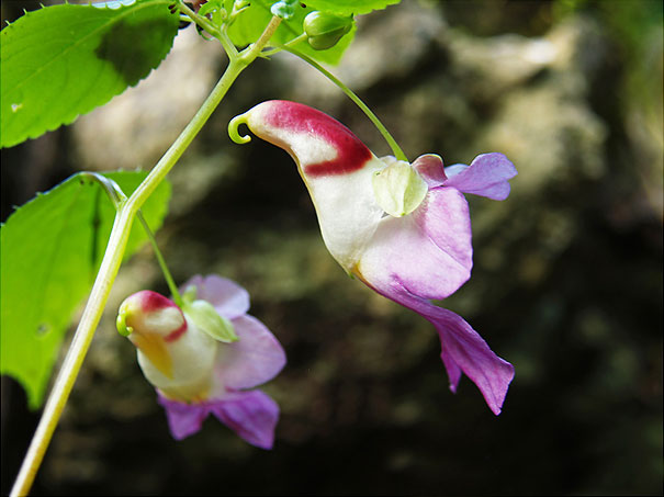 Parrot Flower (Impatiens Psittacina)-2