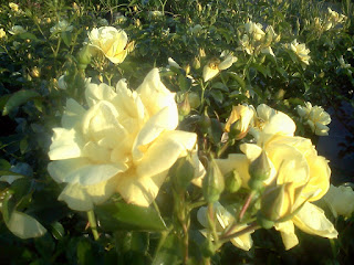 Rose, Yellow