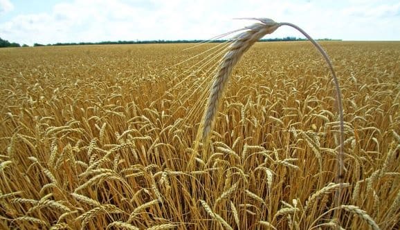 أسعار القمح تتراجع إلي ما قبل الحرب الروسية الأوكرانية