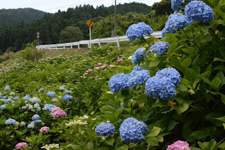 南指原ほたるの里紫陽花