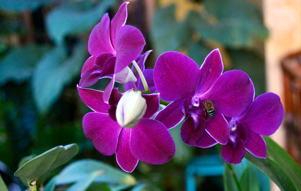 Mengenal Anggrek  Ungu Dendrobium  phalaenopsis Gambar  