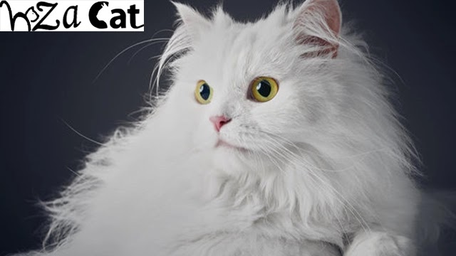 The best and most expensive types of cats