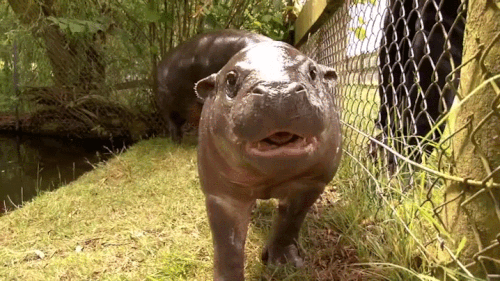 Just a baby hippo