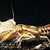 Procambarus versutus      