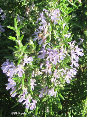 rosemary flowers