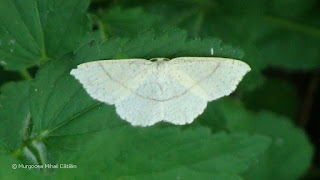 Cyclophora (Codonia) punctaria DSC161564