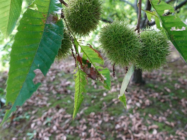 弥生の館むきばんだの芝生け広場