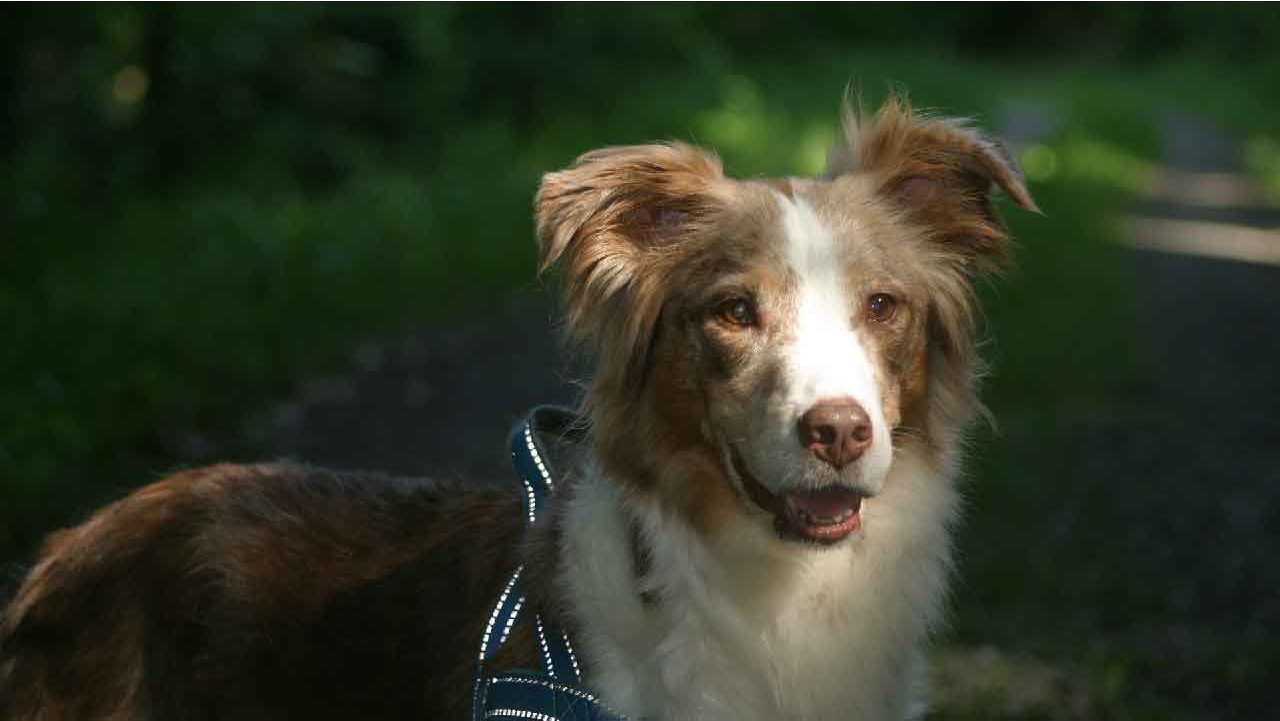 Berger Australien croisé chien des Pyrénées Patou (élevage, taille, caractère et prix)