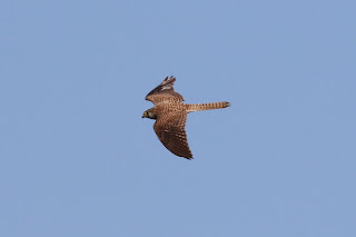 Kestrel