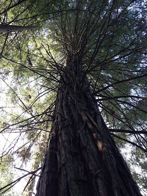 Foto tirada de baixo de uma Sequóia, árvore exótica, do norte da América do Norte