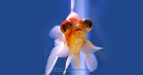 Ciri Varietas Ikan Koki Mata Teleskop (Telescope Eye Goldfish)