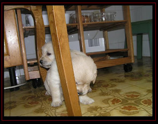 cachorros Golden Retriever