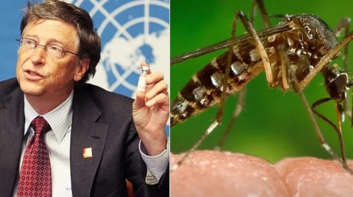 Ένα εργοστάσιο που χρηματοδοτείται από τον Bill Gates εκτρέφει 30 εκατομμύρια διαγονιδιακά κουνούπια