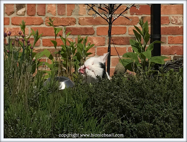 Friday Fluffers at BBHQ ©BionicBasil® Smooch's Outdoor Flossing Session