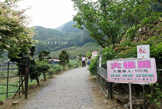 4 陽明山 繡球花 大梯田 竹子湖