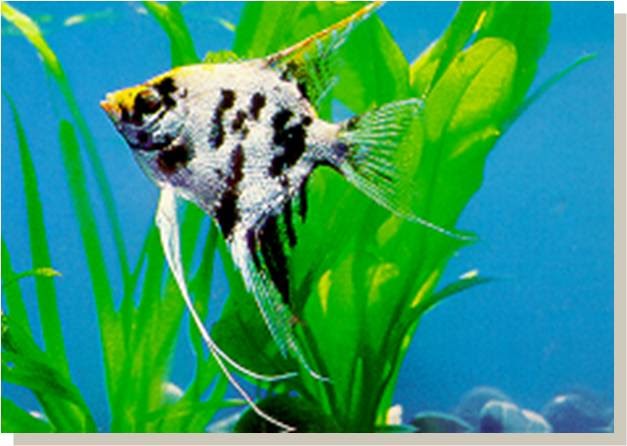 cara merawat ikan  malaikan atau ikan layang layang  angelfish 
