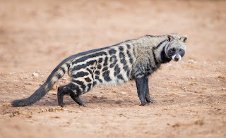 African Civet