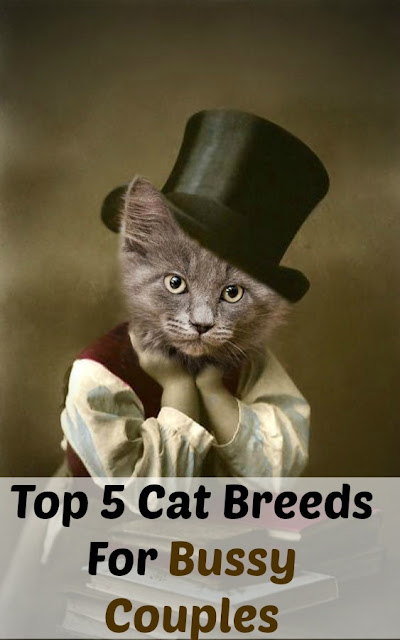 Top 5 Cat Breeds For Bussy Couples