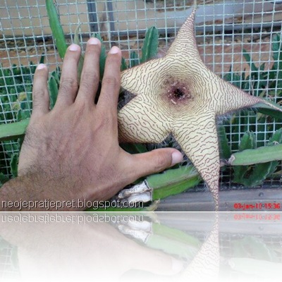 bunga kaktus di TMII 04