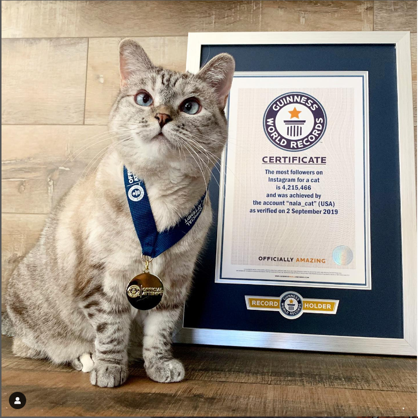 Nala Cat and her Guinness World Record Certificate