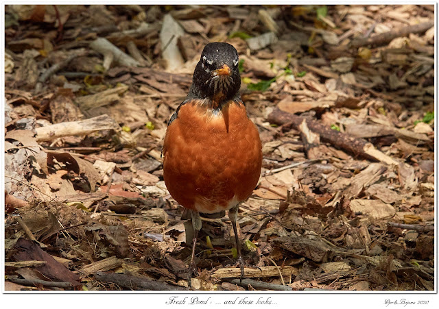 Fresh Pond: ... and these looks...