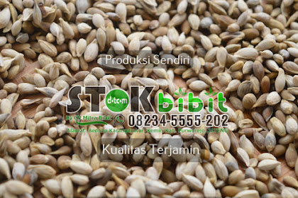 Jual BIBIT JERUK KEPROK Harga Murah Kualitas Unggul   Tani Sejahtera                Siap Kirim Ke Seluruh |  bibit jeruk dalam pot - bibit jeruk berastagi