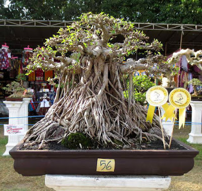 bonsai loa juara