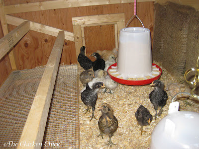 The Chicken Chick®: Chicken Coop Bedding: Sand, the Litter Superstar