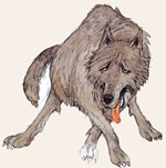 wolf