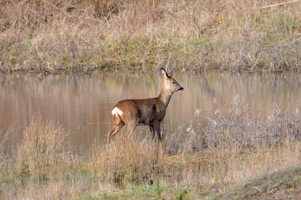 Roe deer