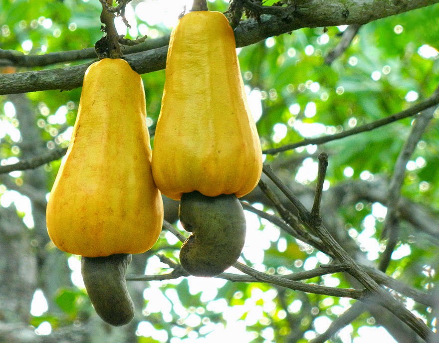 Do You Know What Your Favorite Foods Look Like While Growing - Cashews growing off the end of the cashew apple.